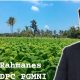 Jelang Panen Raya Tembakau, Ketua DPC PA GMNI Tegaskan agar Gubernur dan DPRD NTB Harus Hadir Sebelum Tengkulak Menguasai Pasar