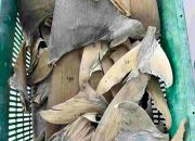 Bebas HPIK, Sirip Ikan Hiu Diterbitkan Sertifikat Kesehatan