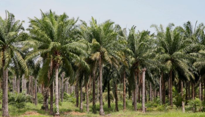 Miris! Petani Sawit Diusir dengan Aparat, Sengketa Lahan di Kalimantan Tengah Picu Ketidakadilan dan Ancam Mata Pencaharian Rakyat