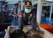 Ekspor Ikan Natuna Tembus 1,2 Miliar Rupiah, Karantina Kepri : Semua Dalam Keadaan Sehat