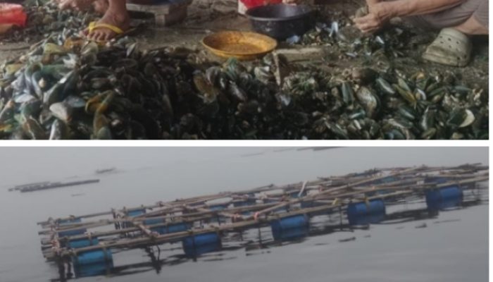 Budidaya Kerang Hijau Laut Cilincing Siap Dikembangkan, Pengelola Ajukan Dukungan Program Pemerintah dan Perbankan untuk Perkuat Ekonomi Masyarakat Pesisir