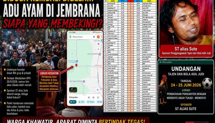 Diduga Kembali Digelar Lebih Meriah, Aktivitas Adu Ayam di Jembrana Picu Pertanyaan Publik: Siapa yang Membekingi?