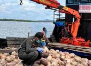 Bibit Kelapa Unggul Natuna Kian Diminati, Karantina Kepri Kawal Pengiriman 80.000 Butir ke Bintan