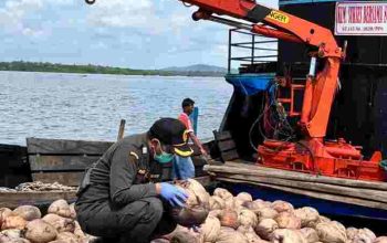 Bibit Kelapa Unggul Natuna Kian Diminati, Karantina Kepri Kawal Pengiriman 80.000 Butir ke Bintan