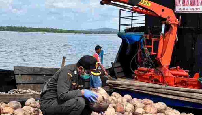 Bibit Kelapa Unggul Natuna Kian Diminati, Karantina Kepri Kawal Pengiriman 80.000 Butir ke Bintan