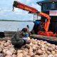 Bibit Kelapa Unggul Natuna Kian Diminati, Karantina Kepri Kawal Pengiriman 80.000 Butir ke Bintan